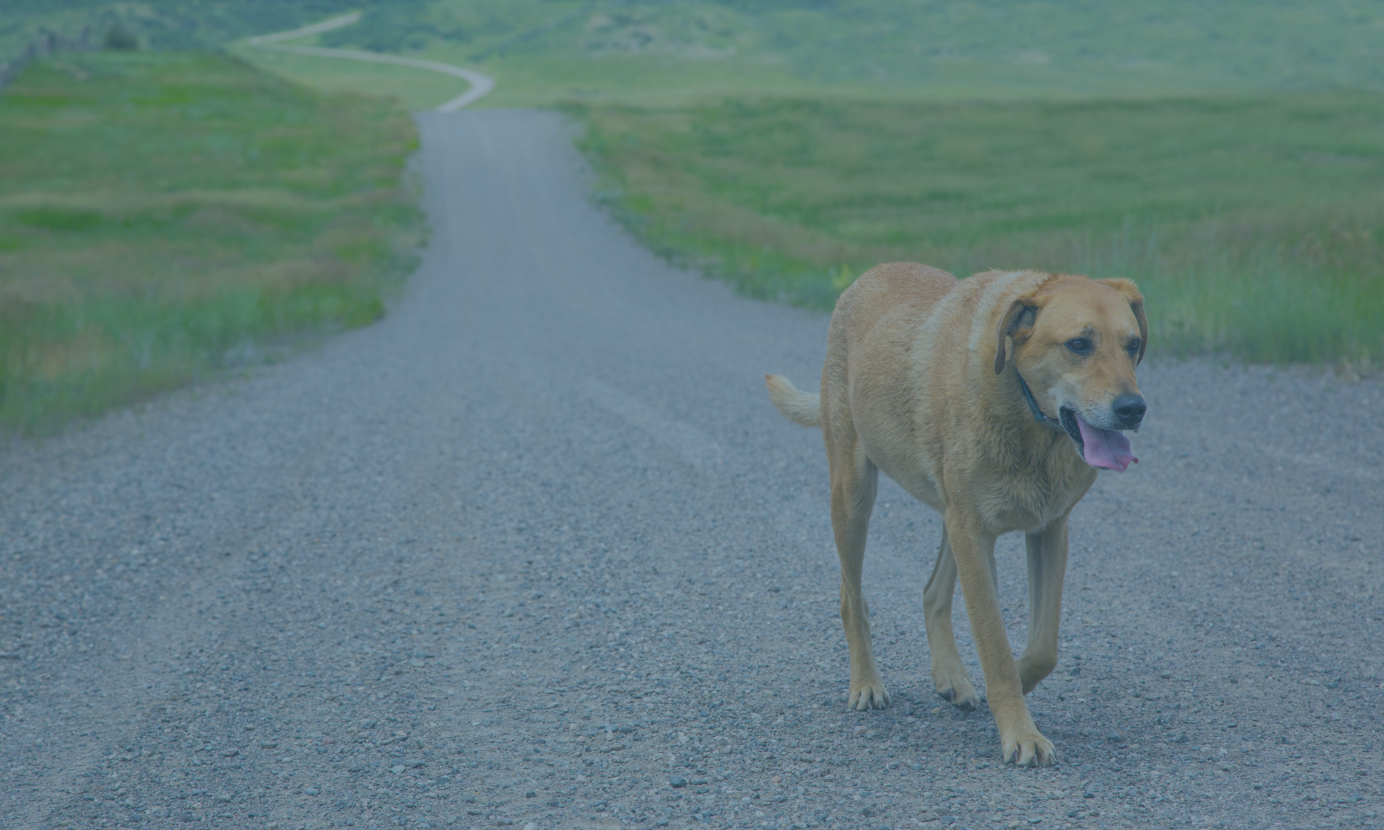 pet displacement advancements after disasters